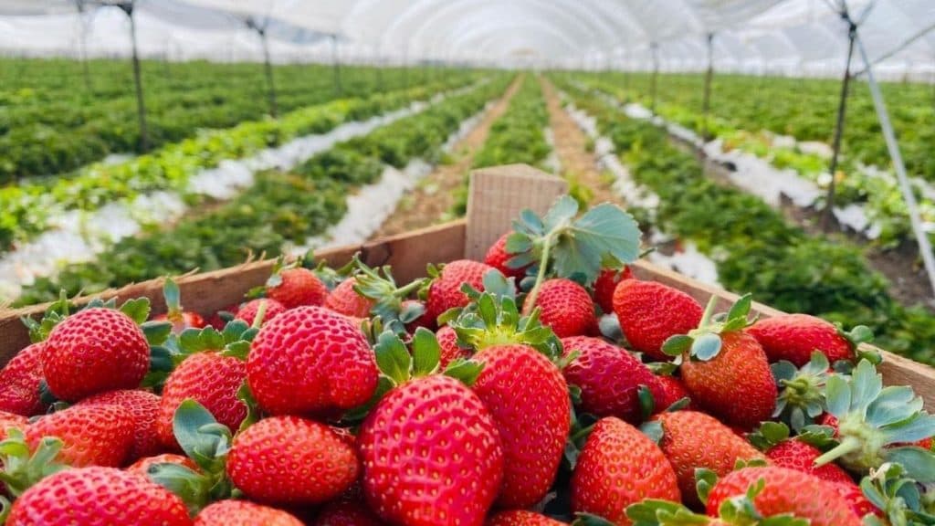 Irapuato, Guanajuato: La tradición de las fresas y su ruta por mercados y dulces regionales