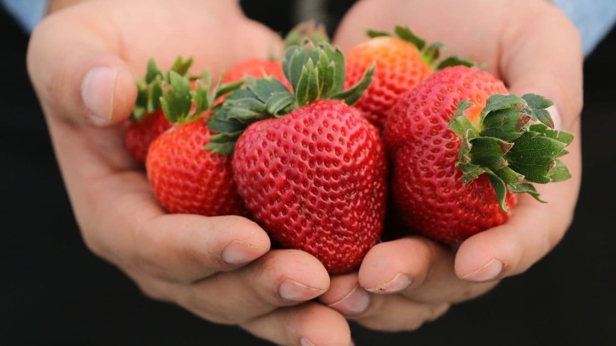 Datos Curiosos de Irapuato, Guanajuato: Un Pueblo que Sorprende